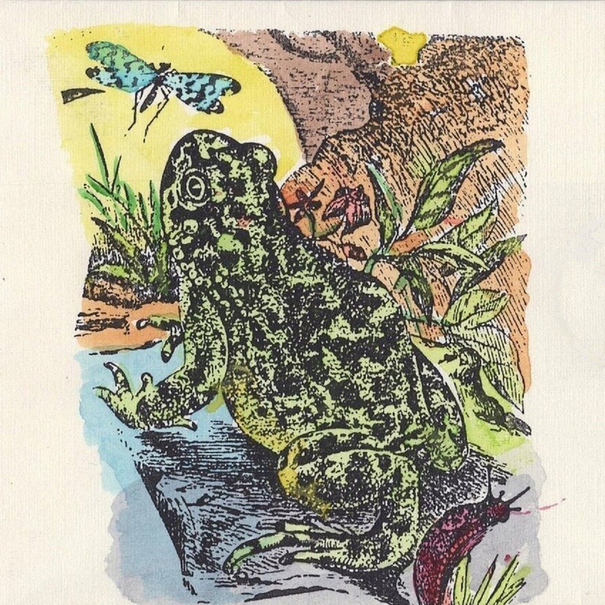 Review - Wyoming Toad - Toad Song Sanctuary [Full Length, 2024]